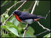 mistletoebird_12251