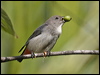 mistletoebird_15679