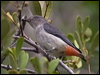 mistletoebird_181898
