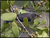 mistletoebird_181917