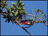 mistletoebird_188328