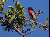 mistletoebird_188332