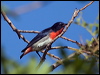 mistletoebird_188338
