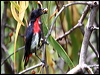 mistletoebird_61180