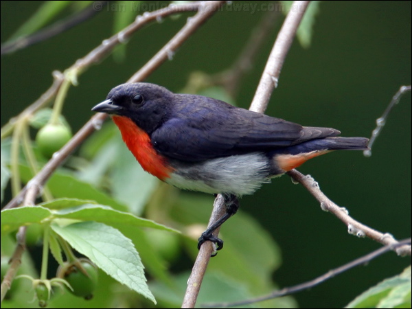 Mistletoebird mistletoebird_12251.psd
