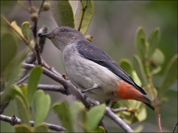 Mistletoebird mistletoebird_181898.psd