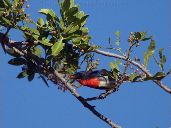 Mistletoebird mistletoebird_188328.psd