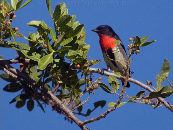Mistletoebird mistletoebird_188332.psd