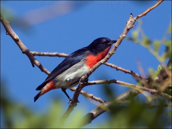 Mistletoebird mistletoebird_188338.psd