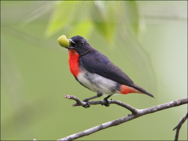 Mistletoebird mistletoebird_28978.psd