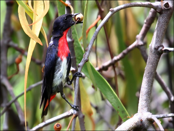 Mistletoebird mistletoebird_61180.psd