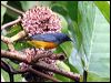 or_be_flowerpecker_50931