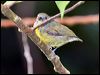 or_be_flowerpecker_50941