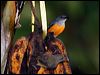 or_be_flowerpecker_56964
