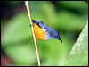 or_be_flowerpecker_57036