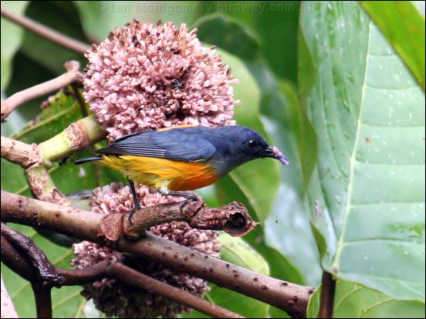 Orange-bellied Flowerpecker or_be_flowerpecker_50931.psd