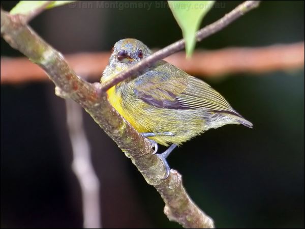 Orange-bellied Flowerpecker or_be_flowerpecker_50941.psd