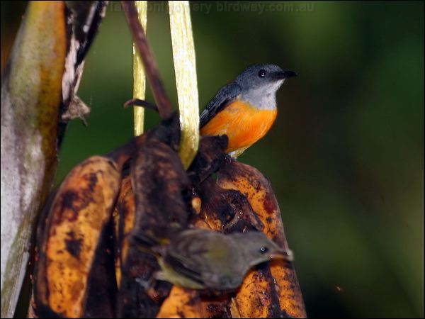 Orange-bellied Flowerpecker or_be_flowerpecker_56964.psd