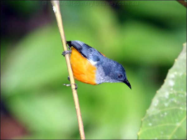 Orange-bellied Flowerpecker or_be_flowerpecker_57036.psd