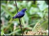 yellrumpflowerpecker50760