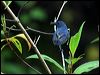 yellrumpflowerpecker50766