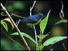 yellrumpflowerpecker50771