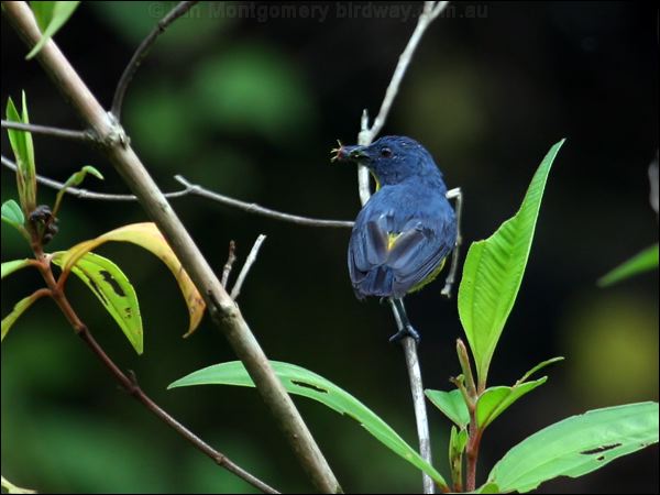 Yellow-rumped Flowerpecker yellrumpflowerpecker50766.psd