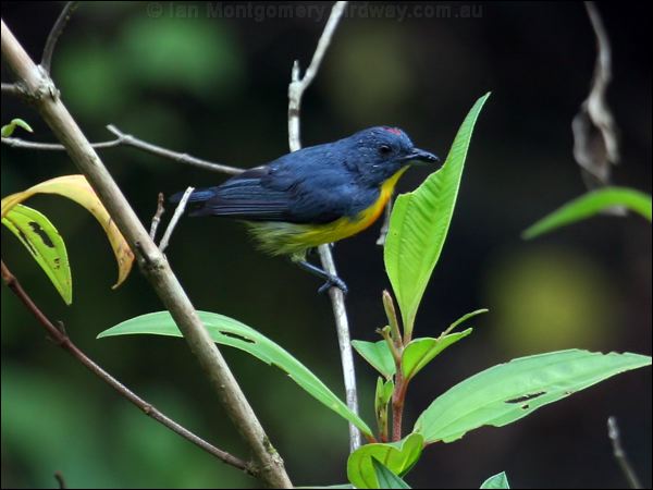 Yellow-rumped Flowerpecker yellrumpflowerpecker50771.psd