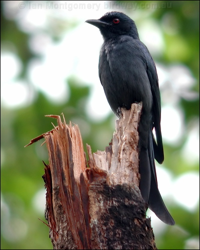 Ashy Drongo ashy_drongo_06787.jpg