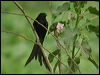 black_drongo_16721