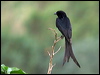 black_drongo_16726