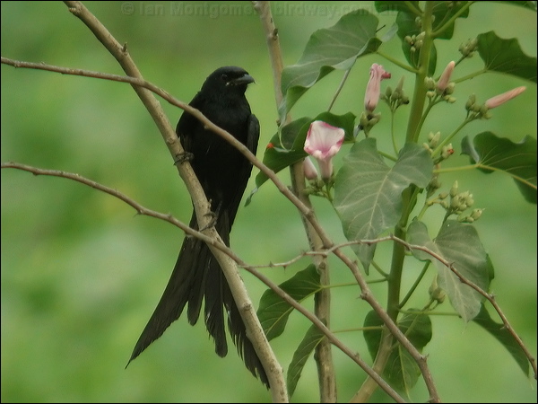 Black Drongo black_drongo_16721.jpg