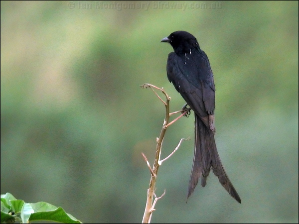 Black Drongo black_drongo_16726.psd