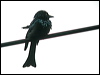 Click here to enter gallery and see photos/pictures/images of Bronzed Drongo
