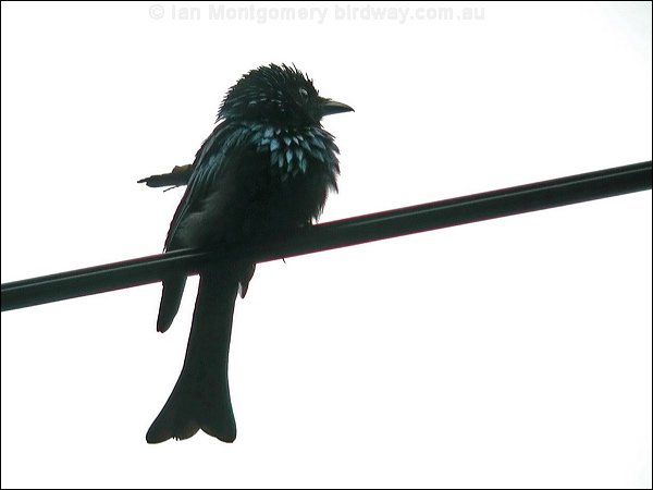 Bronzed Drongo bronze_drongo_06386.jpg