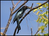 spangled_drongo_01542