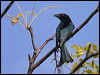 spangled_drongo_01545