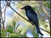 spangled_drongo_07079