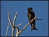 spangled_drongo_106315
