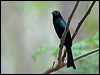 spangled_drongo_190082