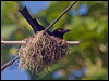 spangled_drongo_200050