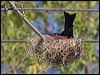 spangled_drongo_200055