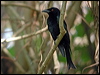 spangled_drongo_20067