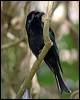 spangled_drongo_20074