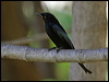 spangled_drongo_60617