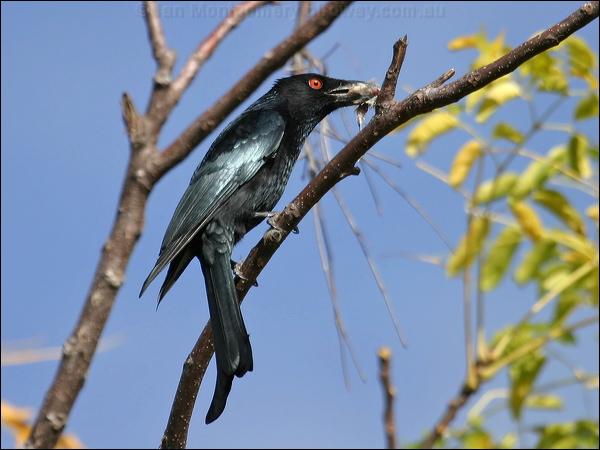 Spangled Drongo spangled_drongo_01542.jpg