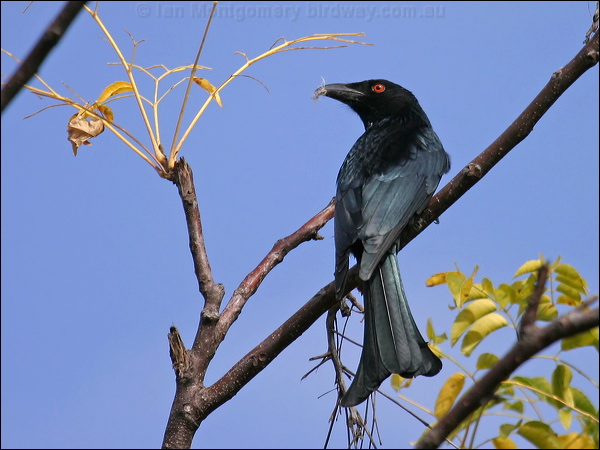 Spangled Drongo spangled_drongo_01545.jpg
