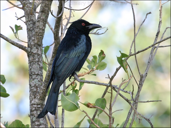Spangled Drongo spangled_drongo_07075.jpg