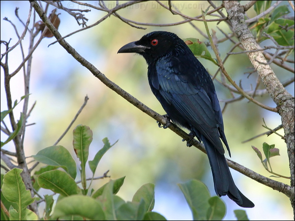 Spangled Drongo spangled_drongo_07079.jpg