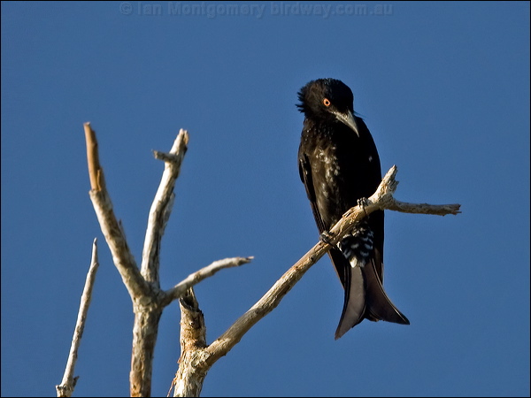 Spangled Drongo spangled_drongo_106315.psd
